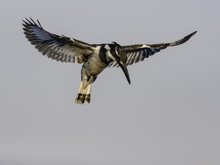 Pied Kingfisher Hovering