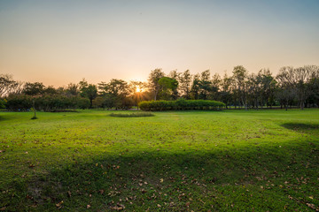 Beautiful park green scenery with meadow grass field