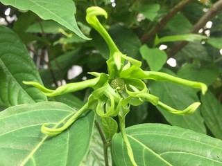 Thai Ylang-Ylang or ilang-ilang tree, the color of young age flower is green