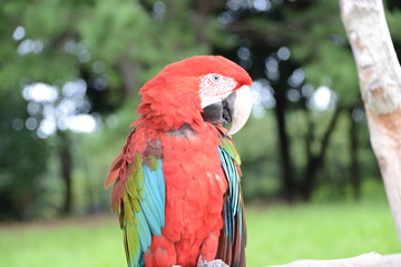 オウム