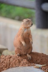 プレーリードッグ