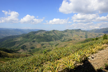 Doi Chang chiang rai thailand  December 26/ 2016 Beautiful view on Doi Chang chiang rai thailand  