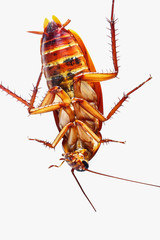 Cockroach brown isolated on white background