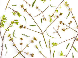 Pattern made from natural  green young leaves on branches of a tree in spring. Abstract floral composition. Top view, flat lay. Floral, plants background.