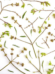 Pattern made from natural  green young leaves on branches of a tree in spring. Abstract floral composition. Top view, flat lay. Floral, plants background.