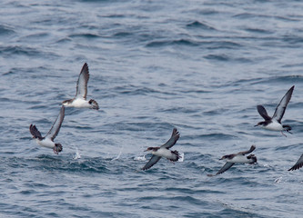Manx Shearwater (Puffinus puffinus), flock taking flight off the sea, Mounts Bay, Cornwall, England, UK.