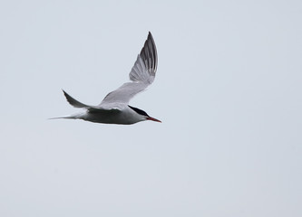 Common Tern (Sterna hirundo) adult in flight over Drift Reservoir, Cornwall, England, UK.