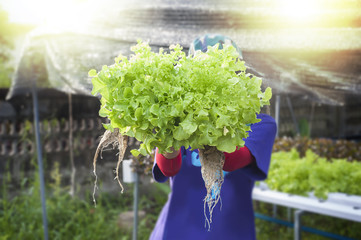 Farmer showing Hydroponics plants. Aeroponics Salad vegetable.