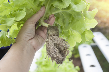 Long roots of Hydroponics plants. Aeroponics Salad vegetable.