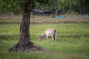 Obraz na płótnie Canvas cow eating grass under the tree