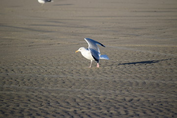 Nordseeküste nach einem Herbststurm