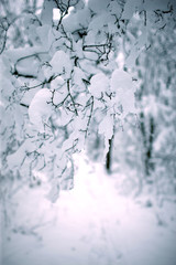 the winter forest is covered with great snow