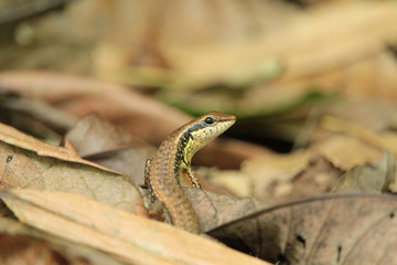 Sphenomorphus maculatus