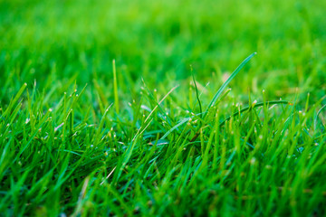 Green nature grass top view texture background