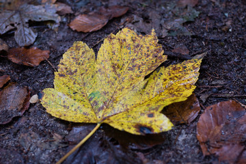 Autumn leaves lying on the road in a park. Forest with autumn leaves. beautiful autumn colors.