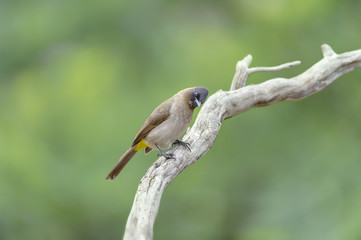 Blackeyed bulbul ( (Pycnonotus barbatus) on perch, kwazulu Natal, South Africa
