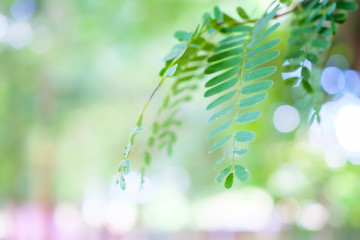 tamarind leaf on bokeh background.
