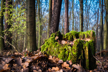 Foggy Autumn Landscape
