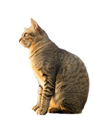 Portrait of a cat ,  Isolated on White