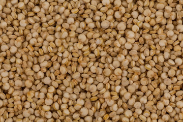 Quinoa seeds close up
