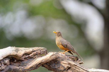 OLIVE THRUSH (Turdus olivaceus)  on perch, kazulu Natal, South Africa