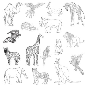 Vector illustration. Set of animals, parrot, giraffe, monkey, gazelle, elephant, rhinoceros, kangaroo, camel, lion, zebra, crocodile, snake, tiger. Black line.