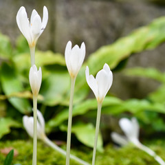 Fr&uuml;hlingsmonate 