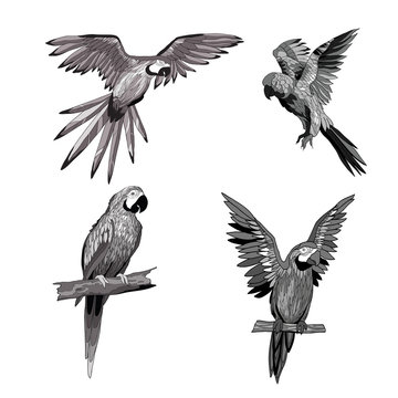 Vector illustration. Seth from parrots in different angles. Black, white, gray.