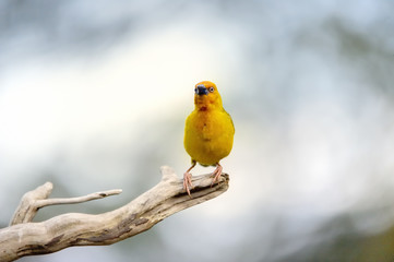 CAPE WEAVER (Ploceus capensis)  at Giant's Cup Wilderness Reserve, Kwazulu Natal.  