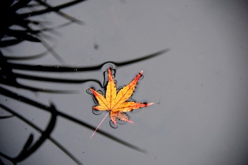 Lonely Leaf