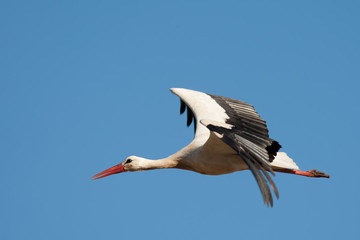 Fliegender Weißstorch (Ciconia ciconia)