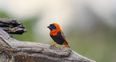 RED BISHOP FINCH  (Euplectes orix)  , Kwazulu Natal, South Africa.