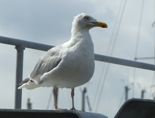 Mouette