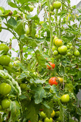 Tomatoes on the vine.