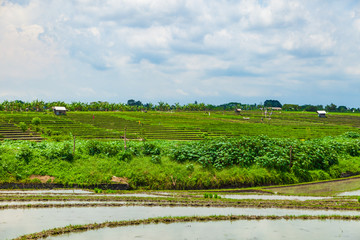 Fototapeta na wymiar Harvested rice fields (terraces) under blue sky with clouds in Bali island, Indonesia