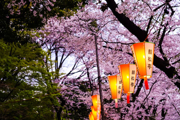 Japan lantern festival in sakura park twilight at Tokyo