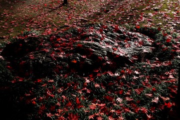 Autumn leaves on the wet rock