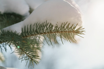 small spruce tree in warm morning after snowfall