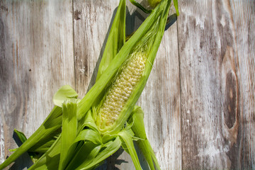 Freshly harvested Corn on the Cob