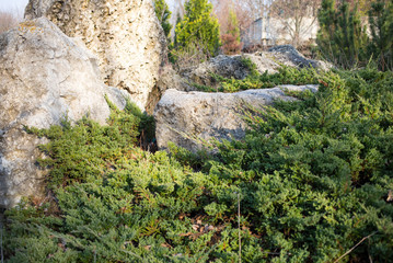 Big stones in green plants.