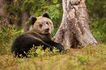 Cute little Eurasian brown bear cub playing with the bark next to the tree in the forest in summer.