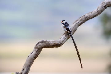 PINTAILED WHYDAH (Vidua macroura) Male bird in breeding plumage, Kwazulu Natal. 