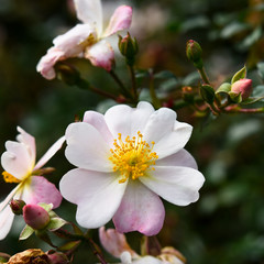 Obraz premium Hagebutte - Sommer