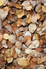 Herbsttage. Laub