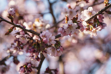 Fototapeta na wymiar sakura blossom in warm spring morning