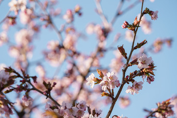 sakura blossom in warm spring morning