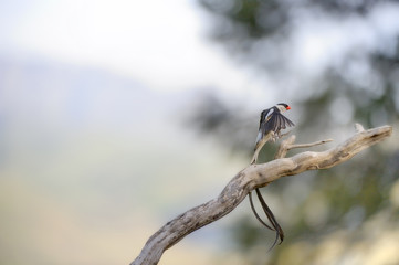 PINTAILED WHYDAH (Vidua macroura) Male bird in breeding plumage, Kwazulu Natal. 