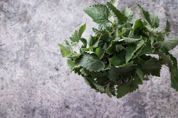 Melissa plant. Lemon balm in the garden. Herb plant in the wild nature.