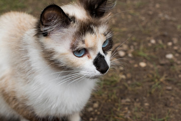 Red, black, white sad cat with blue eyes