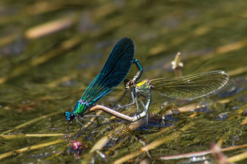 Libellule sur la rivière Lot © jeanmichel deborde